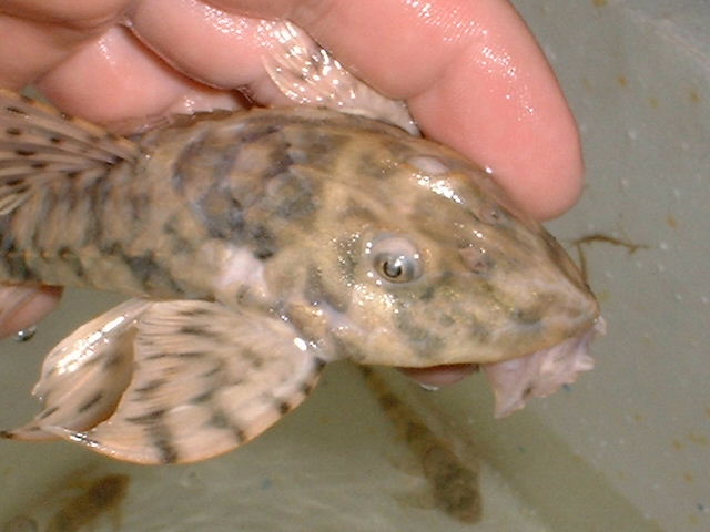 Spatuloricaria sp. Peru 